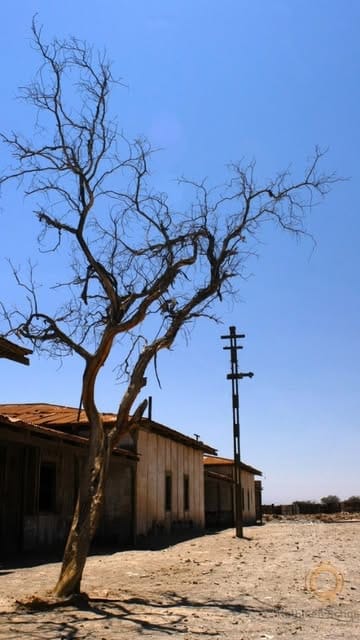 Árbol seco junto a casas de madera y un poste, bajo cielo despejado